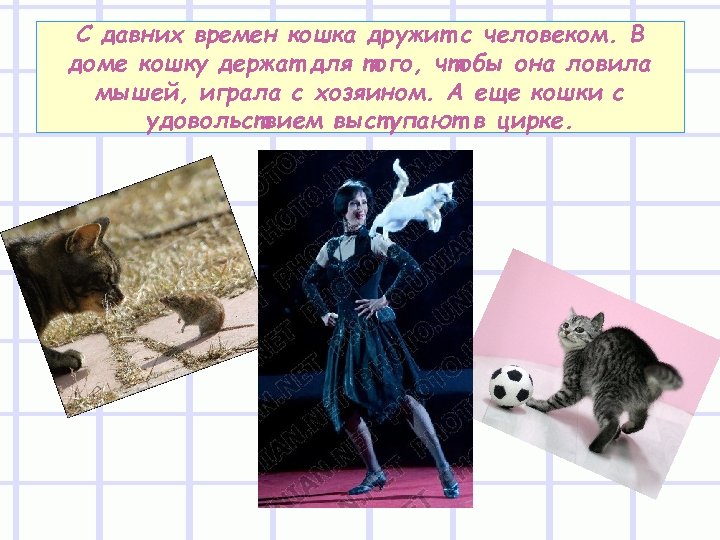 С давних времен кошка дружит с человеком. В доме кошку держат для того, чтобы
