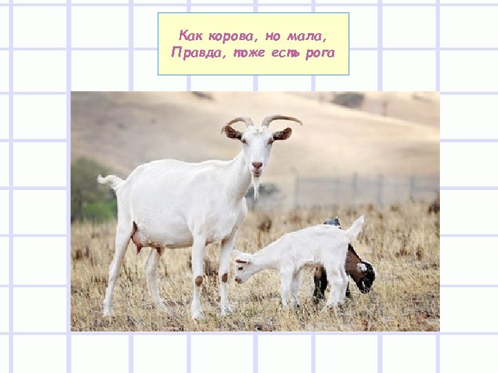 Как корова, но мала, Правда, тоже есть рога 