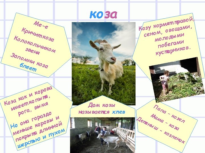 Имя козы. Кличка козы. Имя для козы. Клички животных коза. Клички для козочек девочек.