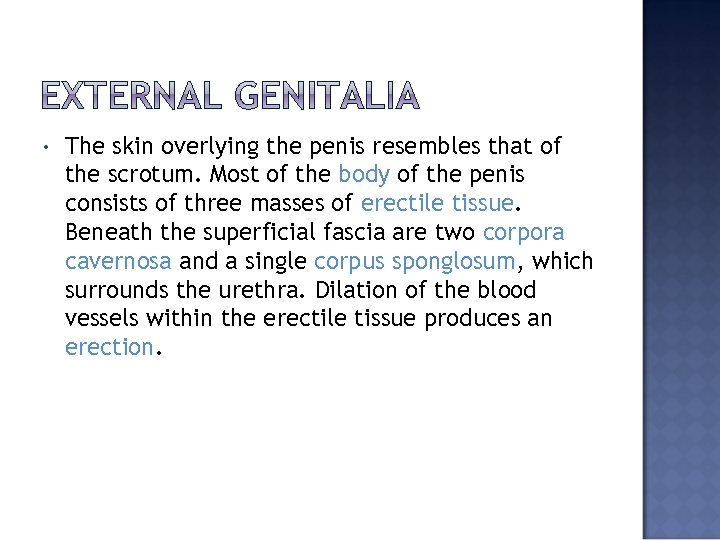  • The skin overlying the penis resembles that of the scrotum. Most of