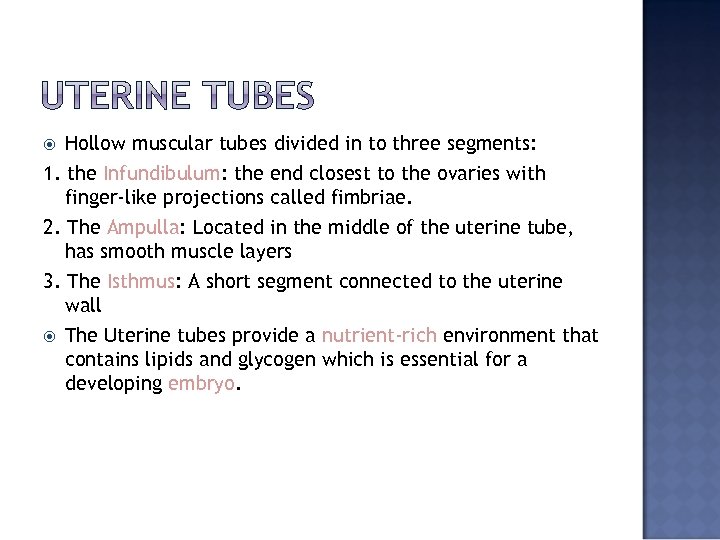 Hollow muscular tubes divided in to three segments: 1. the Infundibulum: the end closest