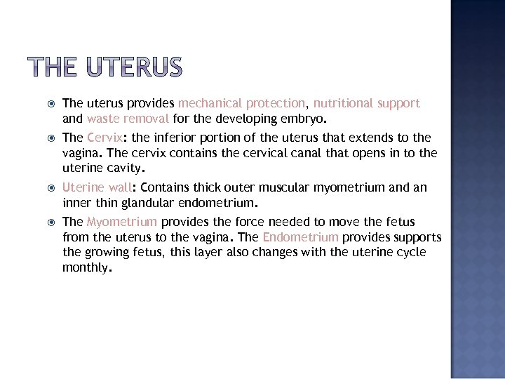  The uterus provides mechanical protection, nutritional support and waste removal for the developing