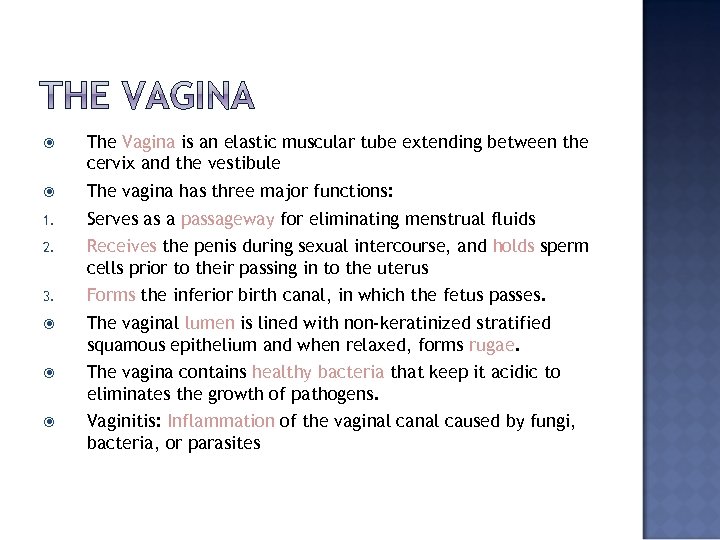  The Vagina is an elastic muscular tube extending between the cervix and the