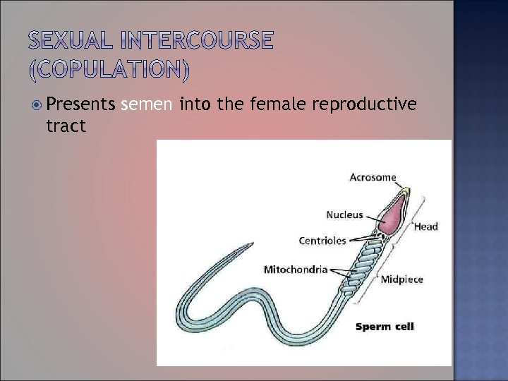  Presents tract semen into the female reproductive 