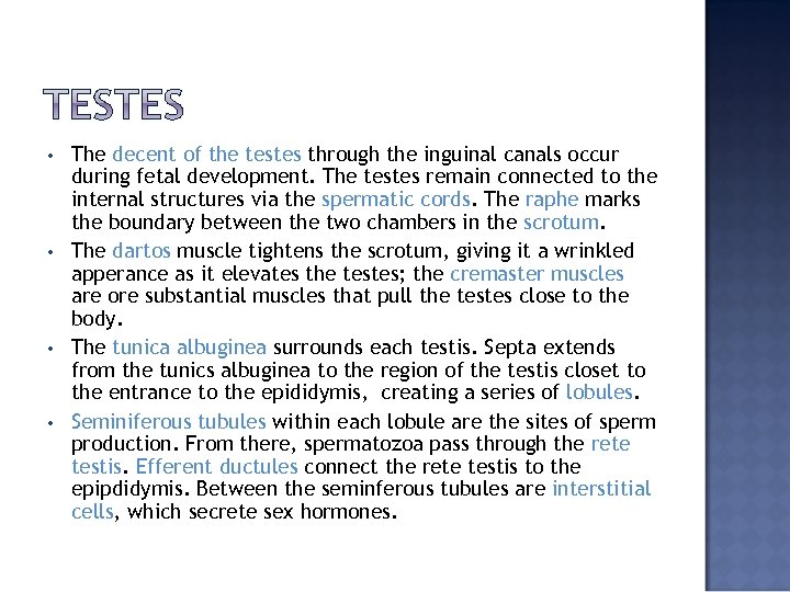  • • The decent of the testes through the inguinal canals occur during