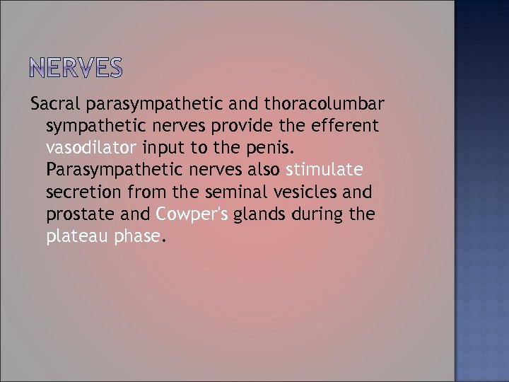 Sacral parasympathetic and thoracolumbar sympathetic nerves provide the efferent vasodilator input to the penis.