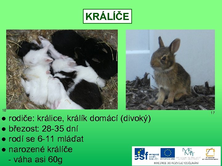 KRÁLÍČE 16 ● rodiče: králice, králík domácí (divoký) ● březost: 28 -35 dní ●
