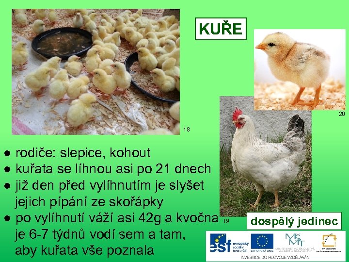 KUŘE 20 18 ● rodiče: slepice, kohout ● kuřata se líhnou asi po 21
