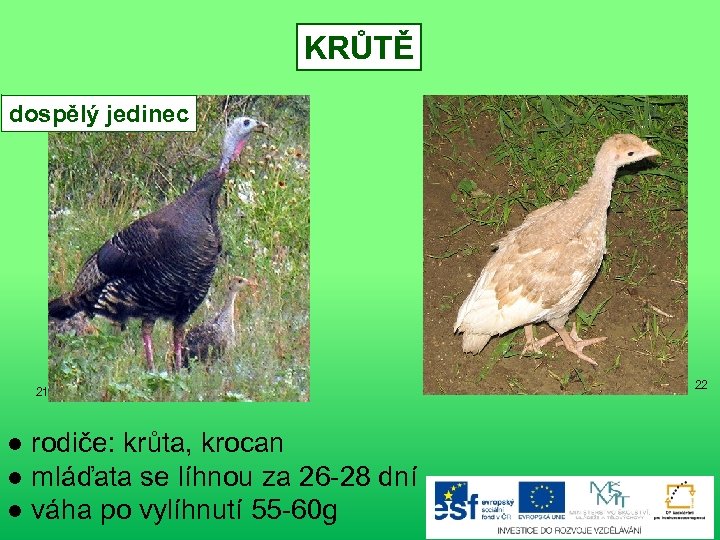 KRŮTĚ dospělý jedinec 21 ● rodiče: krůta, krocan ● mláďata se líhnou za 26