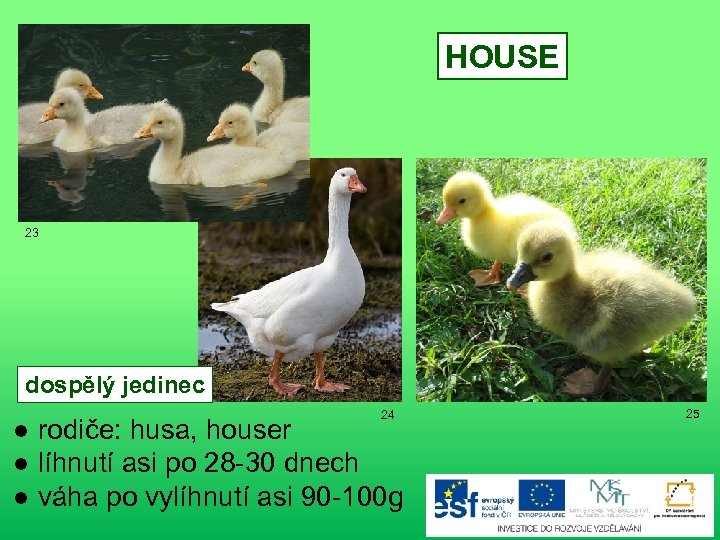 HOUSE 23 dospělý jedinec 24 ● rodiče: husa, houser ● líhnutí asi po 28