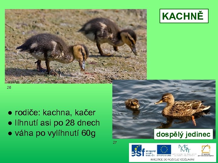 KACHNĚ 26 ● rodiče: kachna, kačer ● líhnutí asi po 28 dnech ● váha