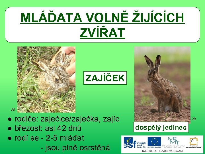 MLÁĎATA VOLNĚ ŽIJÍCÍCH ZVÍŘAT ZAJÍČEK 28 ● rodiče: zaječice/zaječka, zajíc ● březost: asi 42