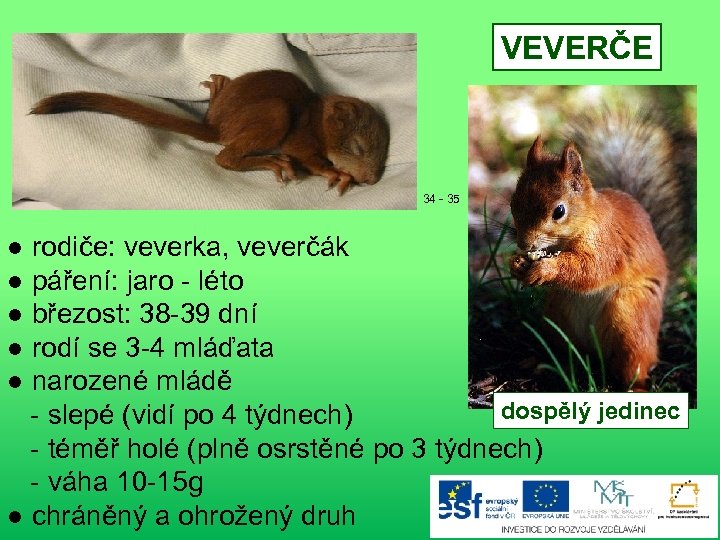 VEVERČE 34 - 35 ● rodiče: veverka, veverčák ● páření: jaro - léto ●