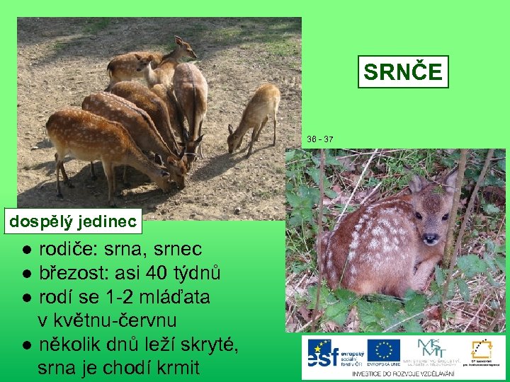 SRNČE 36 - 37 dospělý jedinec ● rodiče: srna, srnec ● březost: asi 40