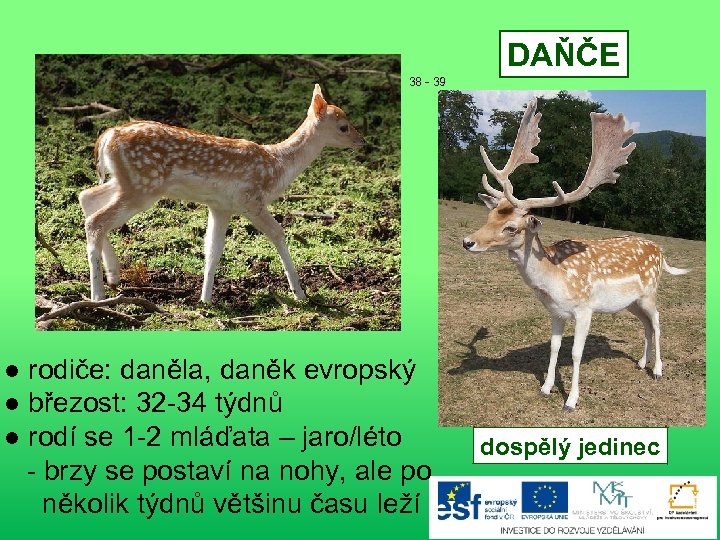 DAŇČE 38 - 39 ● rodiče: daněla, daněk evropský ● březost: 32 -34 týdnů