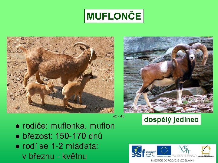 MUFLONČE 42 - 43 ● rodiče: muflonka, muflon ● březost: 150 -170 dnů ●