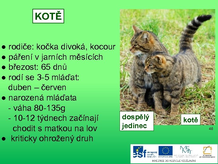 KOTĚ ● rodiče: kočka divoká, kocour ● páření v jarních měsících ● březost: 65