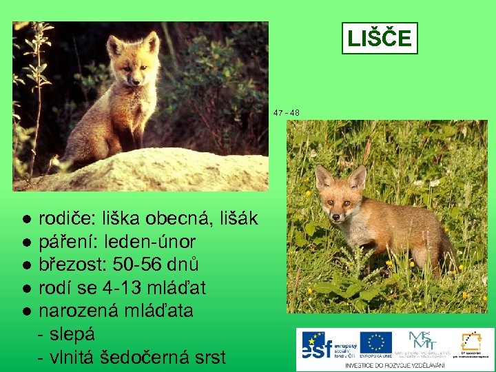 LIŠČE 47 - 48 ● rodiče: liška obecná, lišák ● páření: leden-únor ● březost: