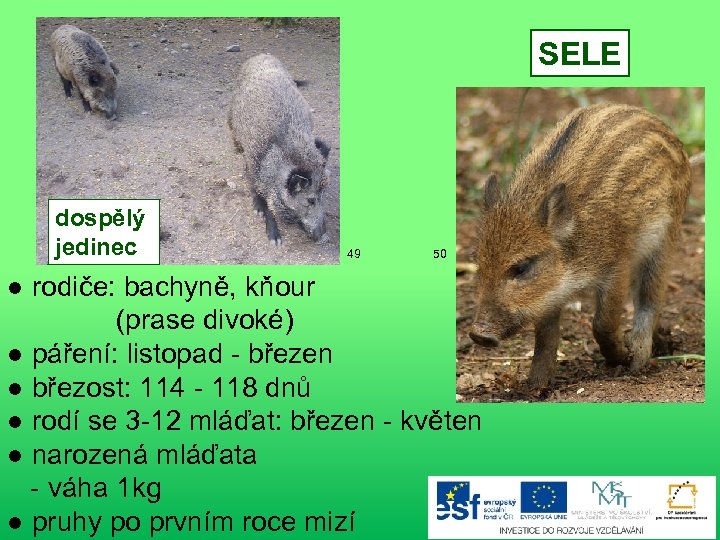 SELE dospělý jedinec 49 50 ● rodiče: bachyně, kňour (prase divoké) ● páření: listopad