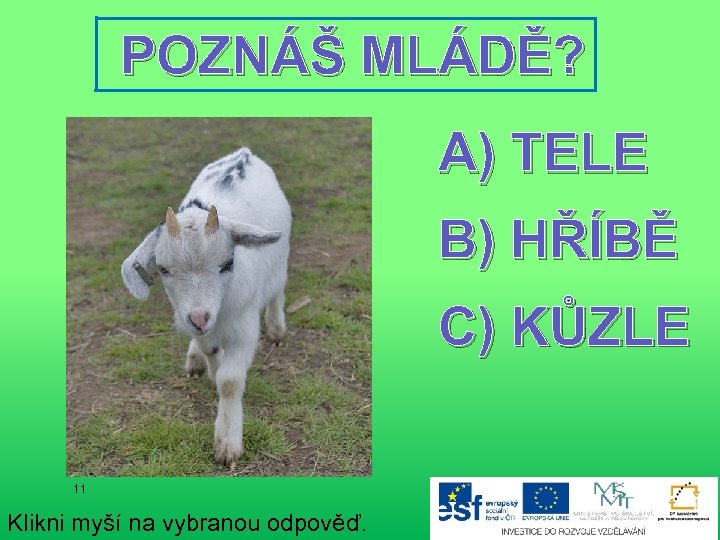POZNÁŠ MLÁDĚ? A) TELE B) HŘÍBĚ C) KŮZLE 11 Klikni myší na vybranou odpověď.
