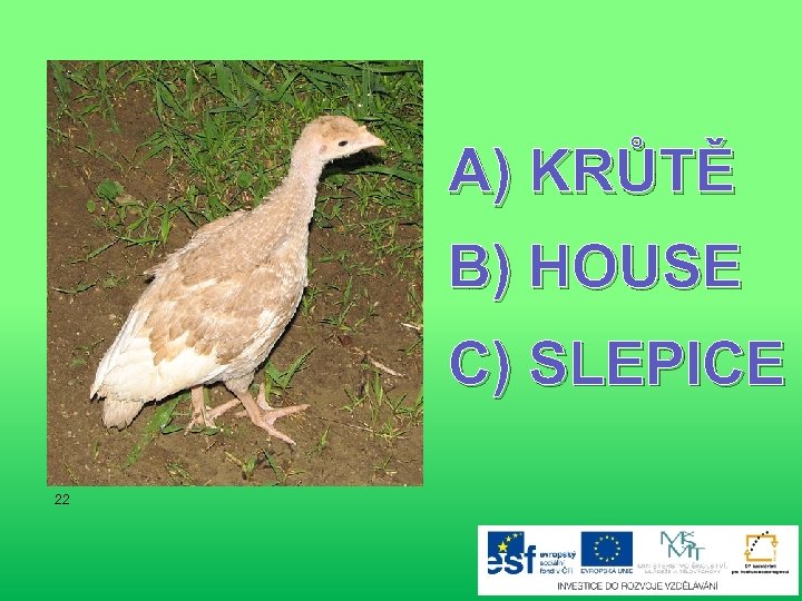 A) KRŮTĚ B) HOUSE C) SLEPICE 22 