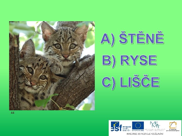 A) ŠTĚNĚ B) RYSE C) LIŠČE 44 