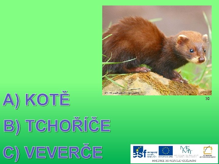 A) KOTĚ B) TCHOŘÍČE C) VEVERČE 30 