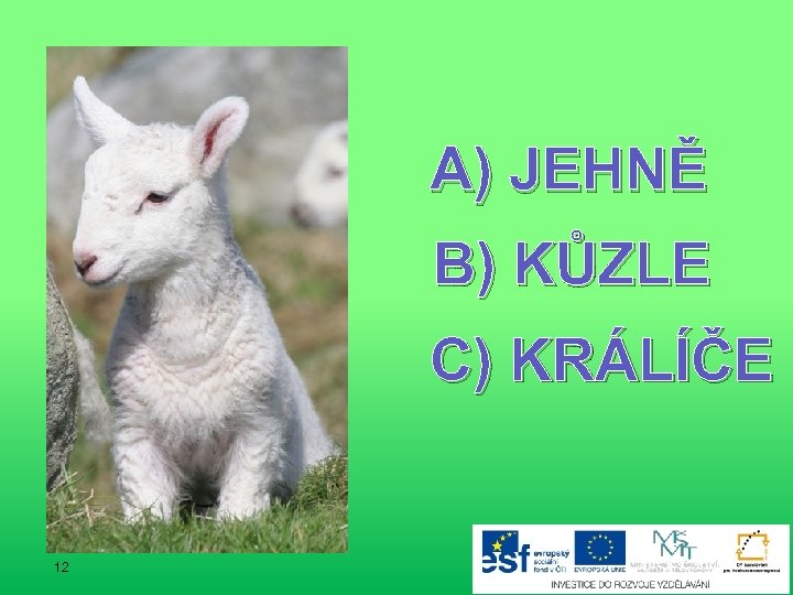 A) JEHNĚ B) KŮZLE C) KRÁLÍČE 12 