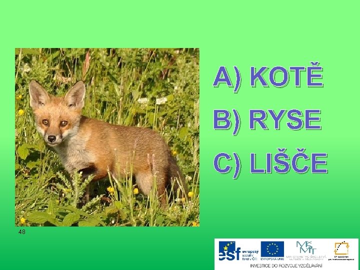 A) KOTĚ B) RYSE C) LIŠČE 48 