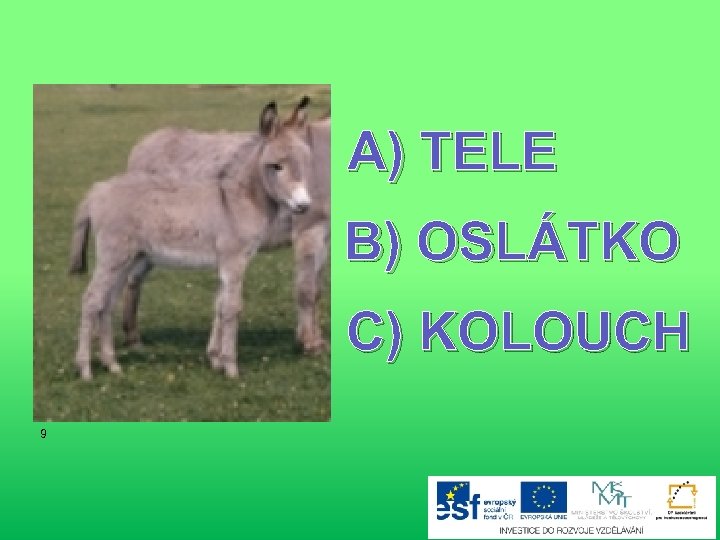 A) TELE B) OSLÁTKO C) KOLOUCH 9 