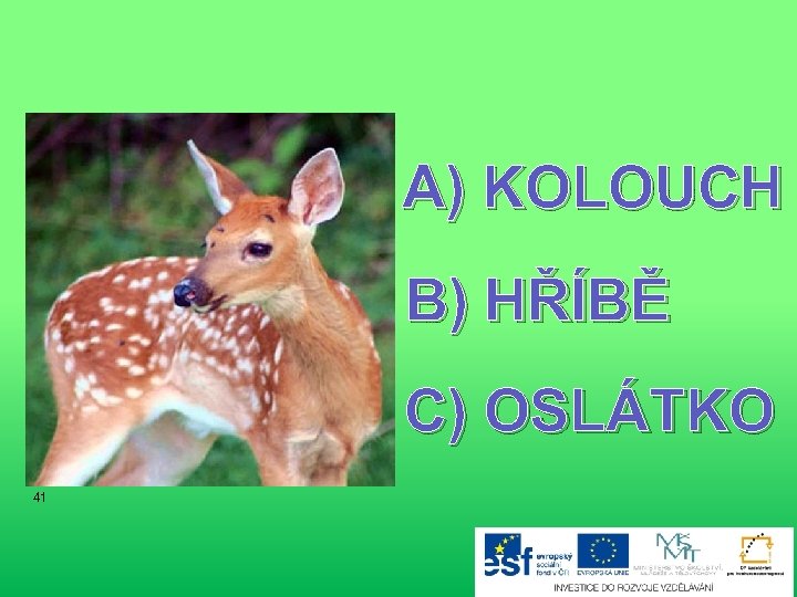 A) KOLOUCH B) HŘÍBĚ C) OSLÁTKO 41 