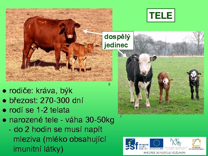 TELE dospělý jedinec 6 ● rodiče: kráva, býk ● březost: 270 -300 dní ●
