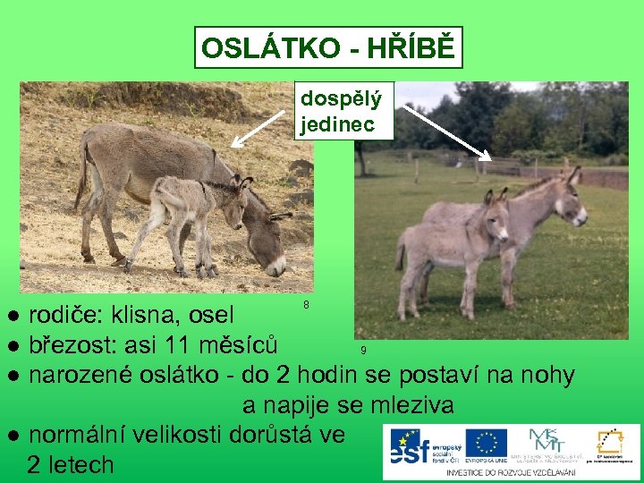OSLÁTKO - HŘÍBĚ dospělý jedinec 8 ● rodiče: klisna, osel ● březost: asi 11