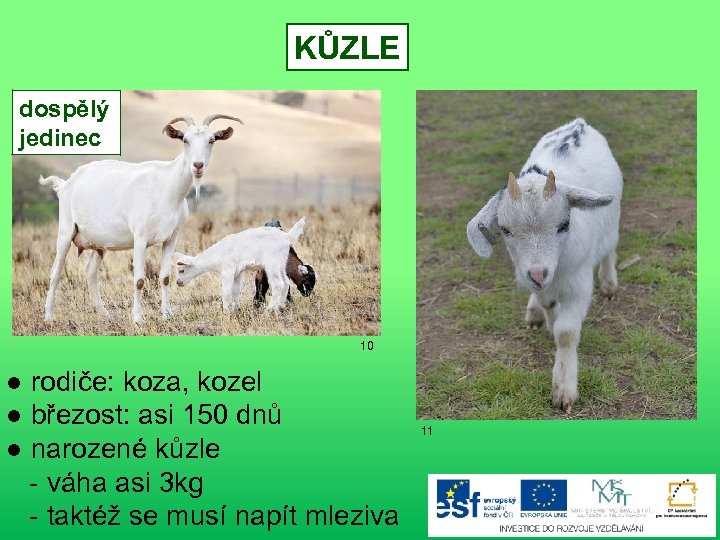 KŮZLE dospělý jedinec 10 ● rodiče: koza, kozel ● březost: asi 150 dnů ●