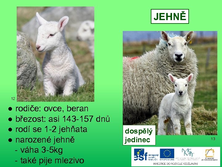 JEHNĚ 12 ● rodiče: ovce, beran ● březost: asi 143 -157 dnů ● rodí