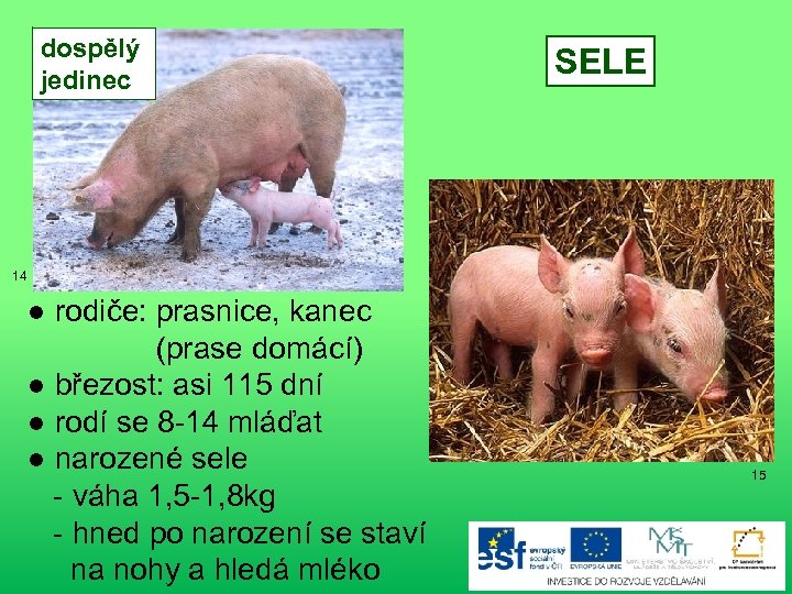 dospělý jedinec SELE 14 ● rodiče: prasnice, kanec (prase domácí) ● březost: asi 115