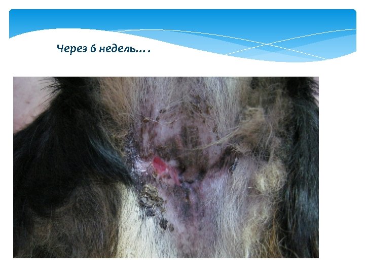 Через 6 недель…. 