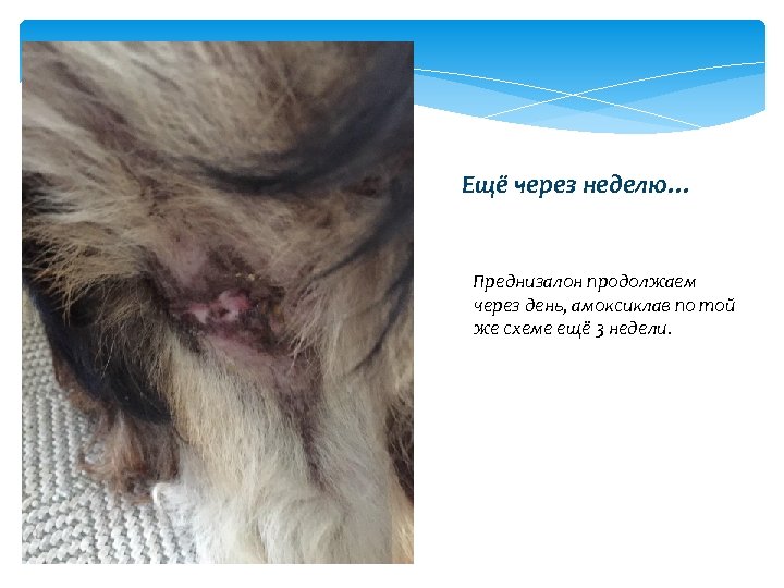 Ещё через неделю… Преднизалон продолжаем через день, амоксиклав по той же схеме ещё 3