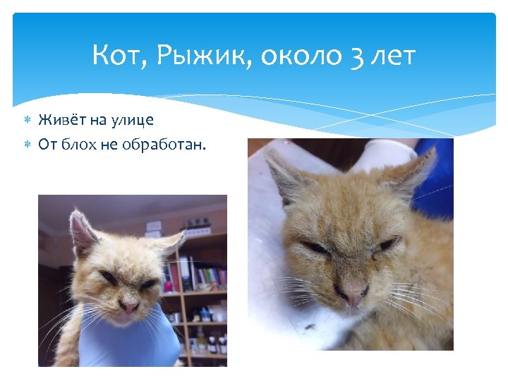 Кот, Рыжик, около 3 лет Живёт на улице От блох не обработан. 