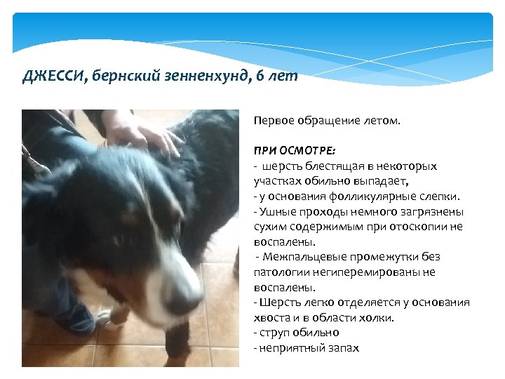 ДЖЕССИ, бернский зенненхунд, 6 лет Первое обращение летом. ПРИ ОСМОТРЕ: - шерсть блестящая в