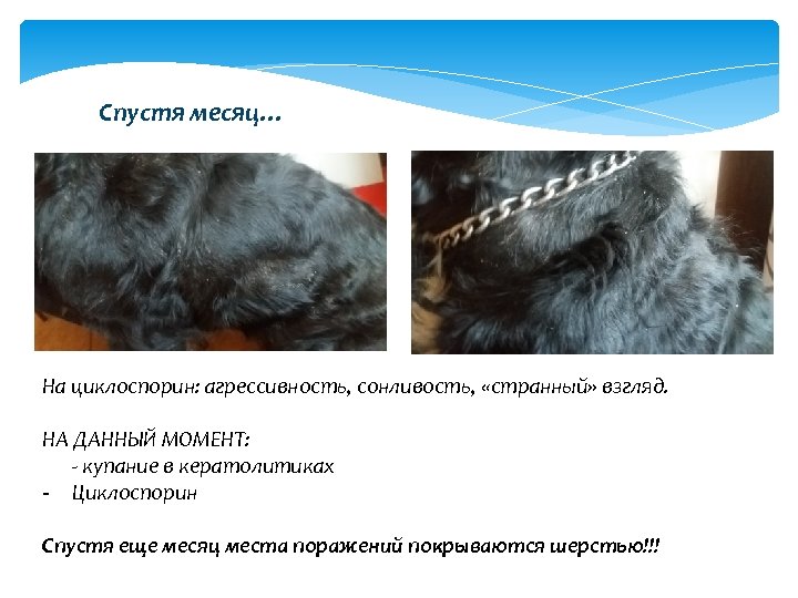 Спустя месяц… На циклоспорин: агрессивность, сонливость, «странный» взгляд. НА ДАННЫЙ МОМЕНТ: - купание в