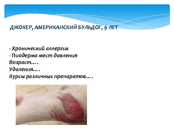 ДЖОКЕР, АМЕРИКАНСКИЙ БУЛЬДОГ, 9 ЛЕТ - Хронический аллергик - Пиодерма мест давления Возраст…. Удаления….