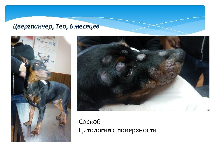 Цвергпинчер, Тео, 6 месяцев Соскоб Цитология с поверхности 