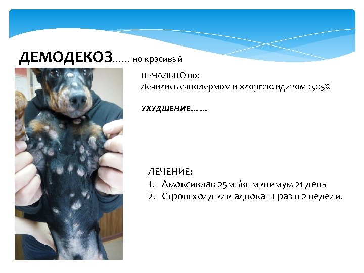 ДЕМОДЕКОЗ…… но красивый ПЕЧАЛЬНО но: Лечились санодермом и хлоргексидином 0, 05% УХУДШЕНИЕ…… ЛЕЧЕНИЕ: 1.