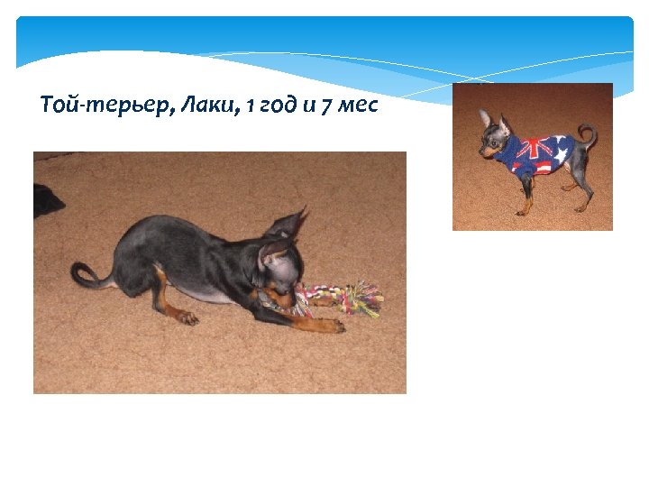 Той-терьер, Лаки, 1 год и 7 мес 