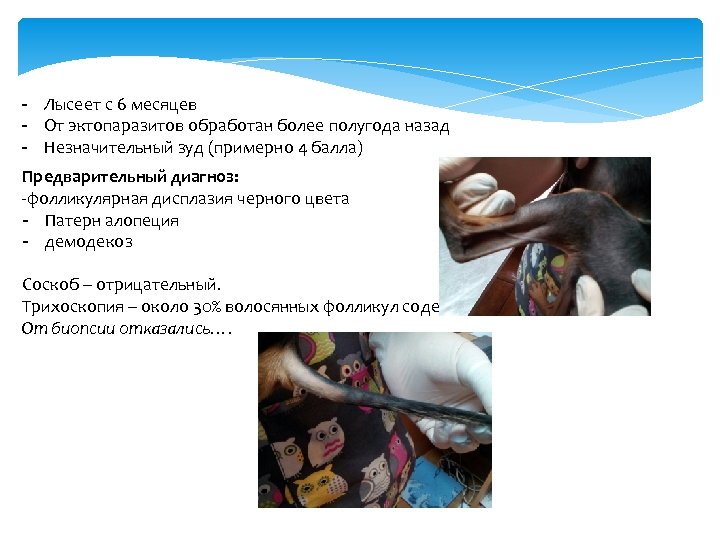 - Лысеет с 6 месяцев - От эктопаразитов обработан более полугода назад - Незначительный