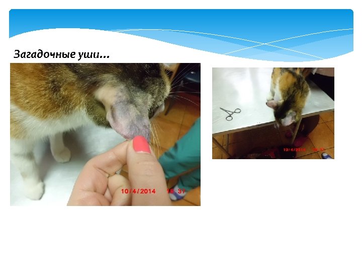 Загадочные уши… 