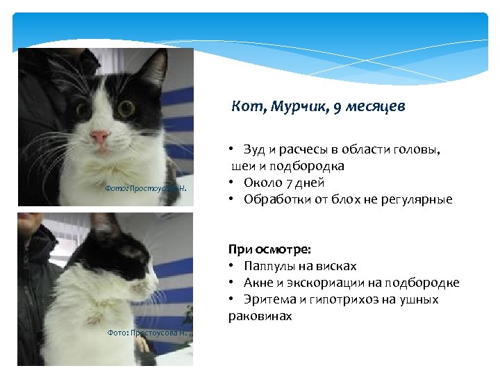 Кот, Мурчик, 9 месяцев Фото: Простоусова Н. • Зуд и расчесы в области головы,