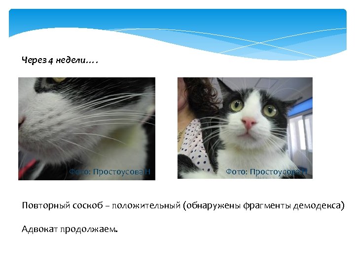 Через 4 недели…. Фото: Простоусова Н Повторный соскоб – положительный (обнаружены фрагменты демодекса) Адвокат