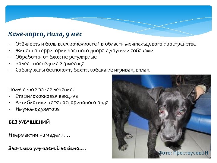 Кане-корсо, Ника, 9 мес - Отёчность и боль всех конечностей в области межпальцевого пространства